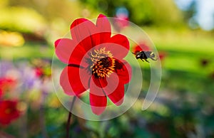 Bee Pollination Flower
