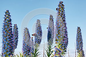 Bee pollination, flower Echium fastuosum, purple blossom, butterfly