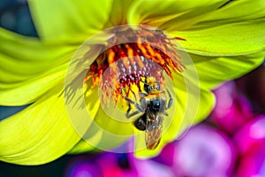 Bee Pollination Flower Pollen Closeup