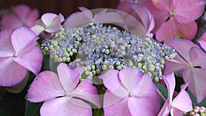 Bee pollination on the hydrangea flower.