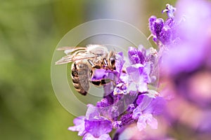 Bee pollination on a lavender flower. Macro photo. Close up.