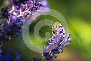 Bee pollination on a lavender flower. Macro photo. Close up.