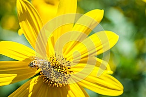 Bee in pollination process
