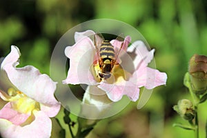 Bee pollination snapdragon