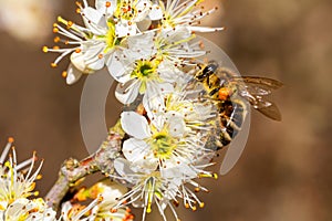 Bee pollination on spring cherry blossom. Macro photo