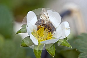 Bee pollination of a strawberry flower