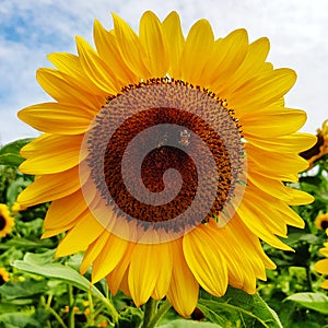 Bee pollination on sunflower  in farm