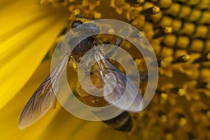 Bee on pollination of sunflower.