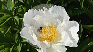 Bee pollination in the white beautiful paeonia. Peony flowers on green background. Symbol of China. Video hd.