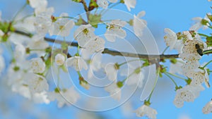 Bee Pollination Of White Cherry Tree Blossom Flowers. Subgenus Cerasus Or Prunus Avium.