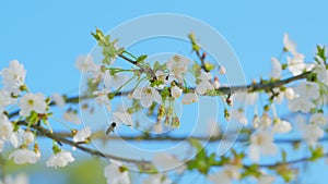 Bee Pollination Of White Cherry Tree Blossom Flowers. Subgenus Cerasus Or Prunus Avium. Close up.