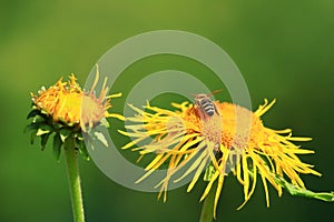 Bee pollination on yellow flower