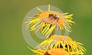 Bee pollination on yellow flower