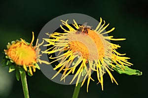 Bee pollination on yellow flower