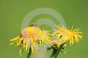 Bee pollination on yellow flower