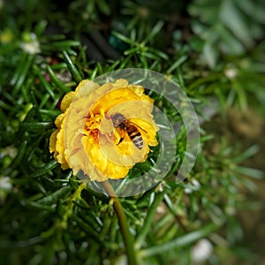 Bee pollination on yellow rose moss