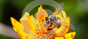 Bee pollinator collecting pollen on the surface of a yellow fresh flower during Spring and Summer macro photo photo