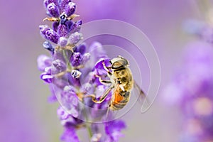 Bee pollinator sitting on a purple folower photo
