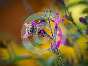 Bee on  Prairie Fire Plant