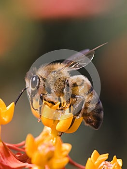 Miel de abeja perfil 