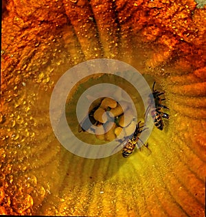 Bee on Pumpkin Flower