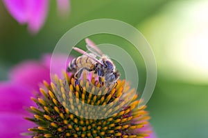 Bee purple cone flower