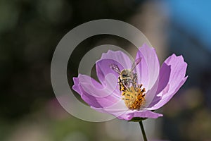 Purple Cosmo Flower