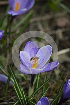 A bee on a purple crocus flower, closeup of purple crocus flower in spring with a bee. Selective focus, blurred