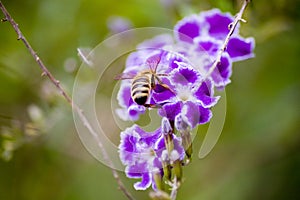 Bee on a purple duranta