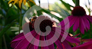 Bee on purple echinacea flower