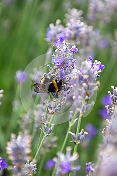 A bee is on a purple flower