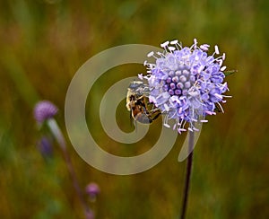 Bee on a Purple Flower