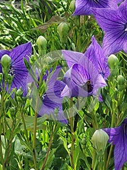 Bee in a purple flower collecting pollen