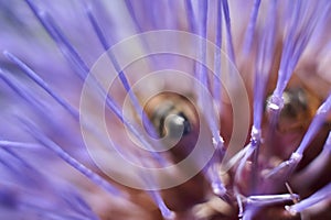 Bee on a purple flower of Cynara cardunculus plant