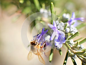 Bee on purple flower and green leaves, macro shot on sunny day.