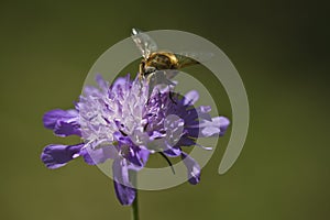 Bee on a purple flower photo