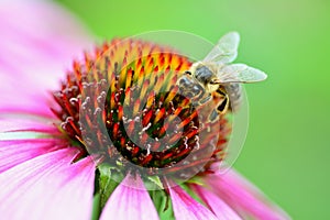 Bee on purple flower