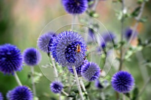 Bee on purple flower