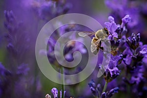 Bee in purple flower