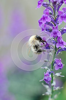 Bee on purple flower photo