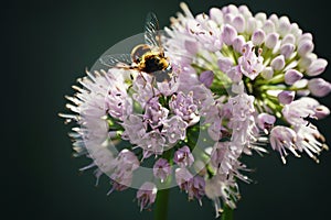 Bee on Purple Flowers