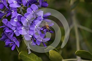 Bee on purple flowers of Texas Mountain Laurel