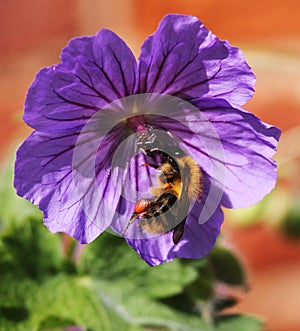 A bee on a purple geranium flower