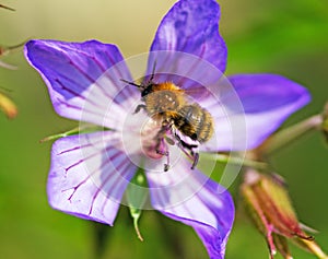 A bee on a purple geranium flower