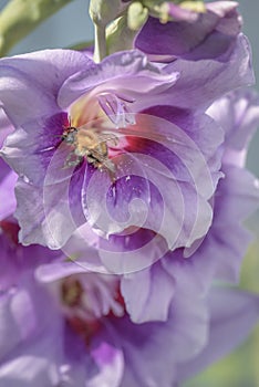 Bee on a purple gladiolus