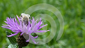 Bee on a purple knapweed Centaurea