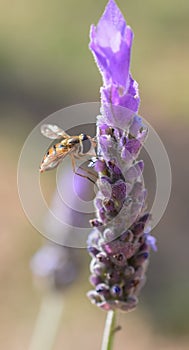 Bee on purple lavender