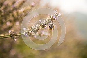 Bee on purple lavender blossoms, France