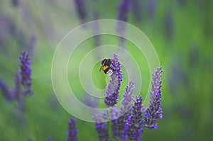 bee in purple lavender flower