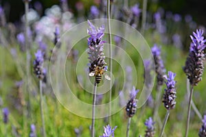 Bee on a purple lavender flower growing in a garden